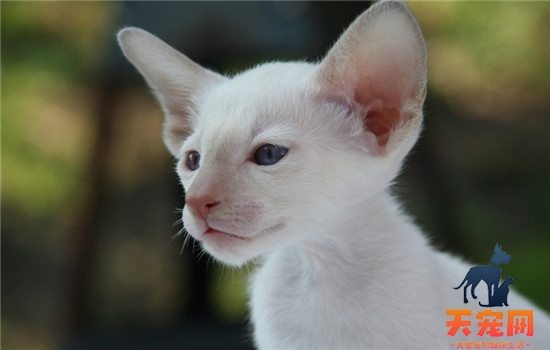 猫喜欢晚上活动怎么办 猫咪昼伏夜出有什么坏处