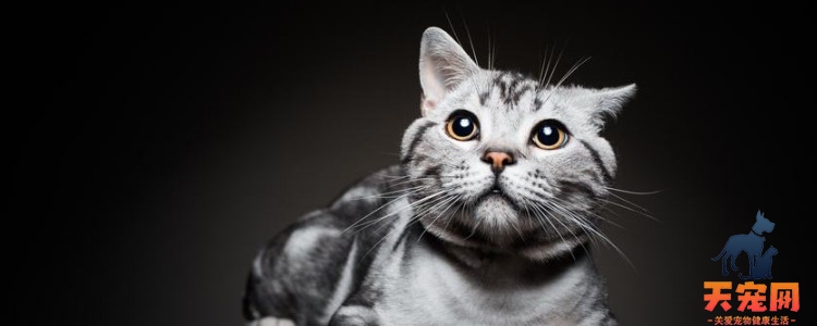 猫咪必须要吃营养膏么 身体正常不需要特别补充！