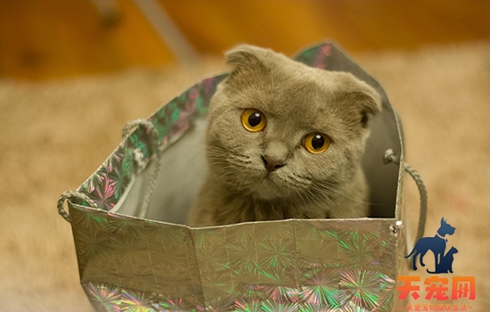 猫为什么喜欢钻箱子 这可不是怪癖