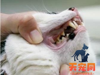 怎么给猫刷牙齿 给猫刷牙需要掌握技巧！