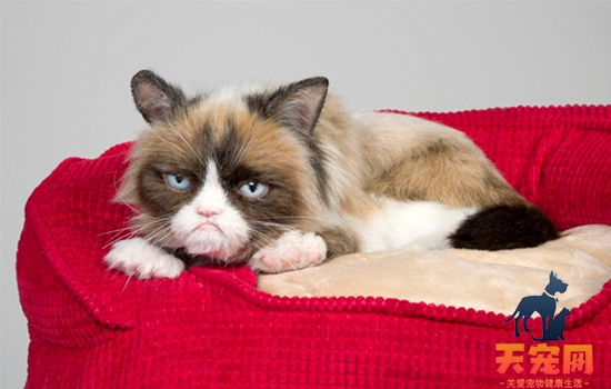 猫为什么喜欢睡软的地方 猫喜欢睡在这几个地方