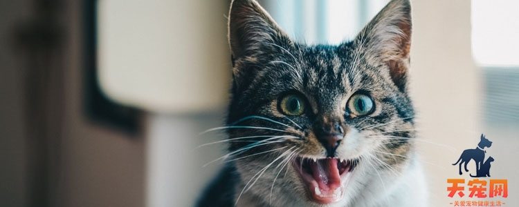 为什么猫身上有股臭味 你多久没给它清理肛门腺了？为什么猫身上有股臭味 你多久没给它清理肛门腺了？