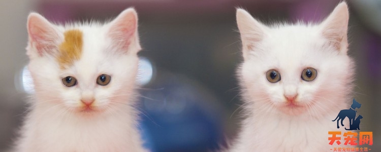 养猫过年需要注意什么 对人的态度会很不一样的！