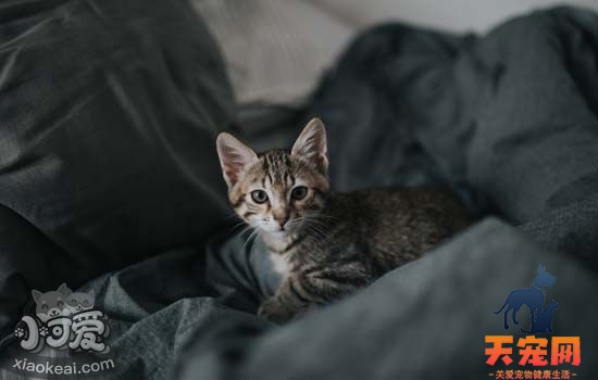 猫咪泪痕怎么去除 猫咪泪痕的6种原因及对策