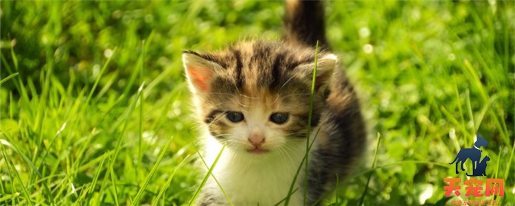 四个月的小猫可以外出吗 小猫能否外出和疫苗有关