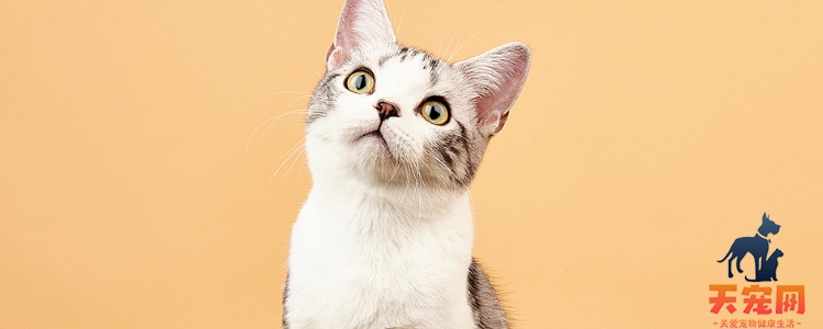猫能带出去溜吗 做好这些猫主子也能带出门！