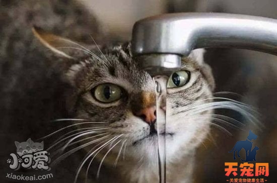 猫咪饮水怎么增加 猫咪饮水量增加技巧
