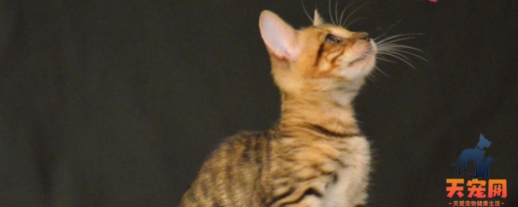 猫可以吃面包吗