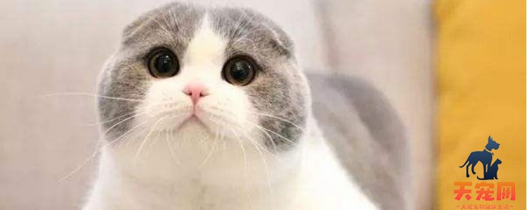 猫可以上高铁吗 这种行为是不可以的！