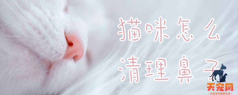 猫咪怎么清理鼻子