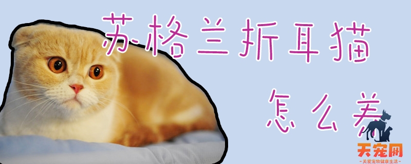 苏格兰折耳猫怎么养