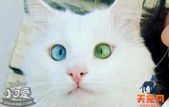 猫咪闭尿的原因 猫为什么会出现闭尿原因你知道吗