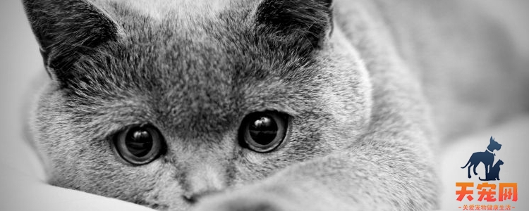 猫需要盖被子吗 低于15度就要盖被子了！