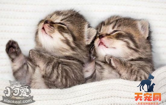 小奶猫一直叫是什么原因 辨别需求轻松应对