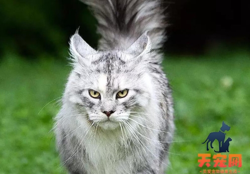 缅因猫智商相当于人类几岁
