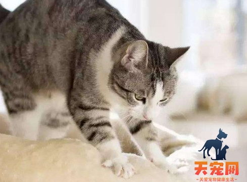 猫咪为什么有踩奶的行为 猫咪有踩奶行为的原因