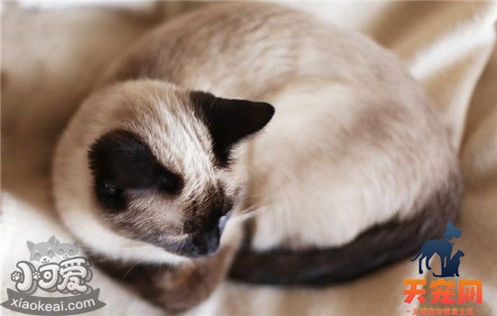 猫尿道感染的症状是什么 这六种症状主人要上心