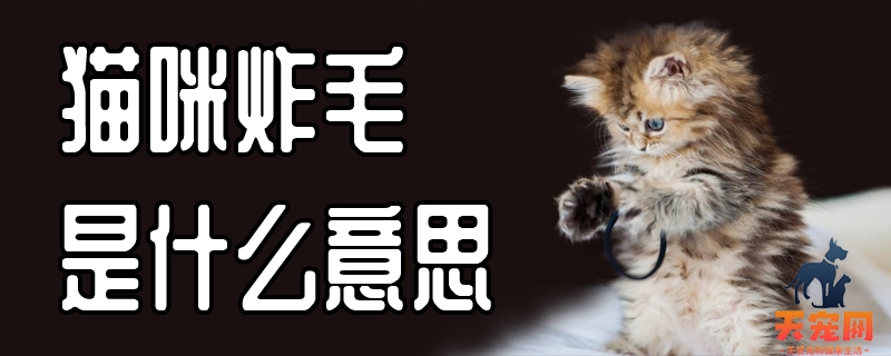 猫咪炸毛是什么意思