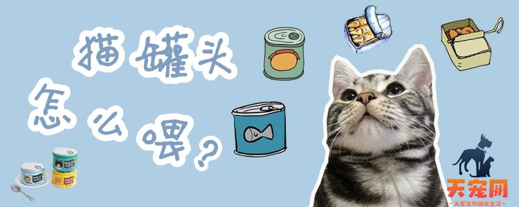 猫罐头怎么喂