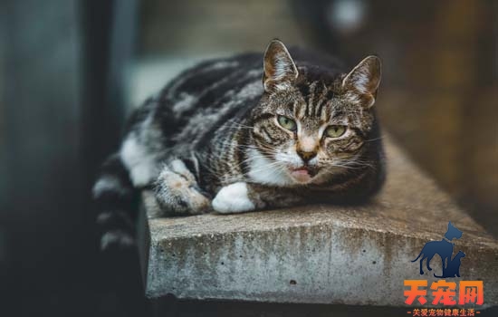 猫拉稀呕吐是什么原因