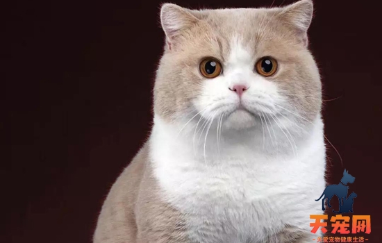 怎么看猫胖还是瘦 猫咪体态参考标准