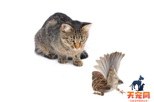 猫为什么喜欢吃麻雀 猫为什么喜欢抓麻雀