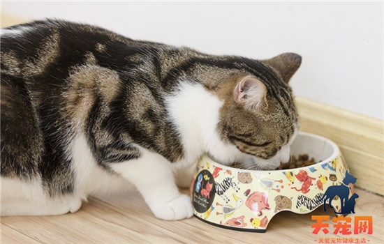 猫一天吃100克猫粮多吗 猫一天吃100克猫粮不多