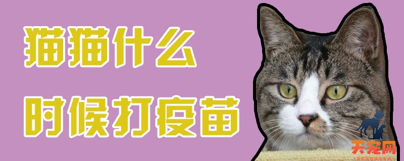 猫猫什么时候打疫苗