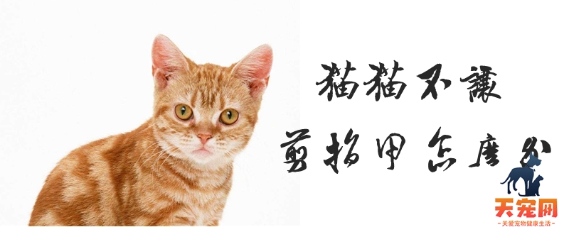 猫猫不让剪指甲怎么办
