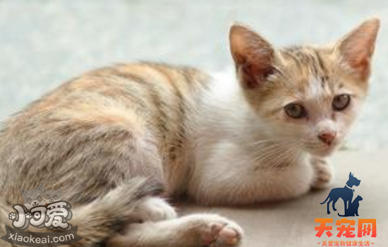 小猫掉毛怎么办 小猫掉毛其实跟情绪有关