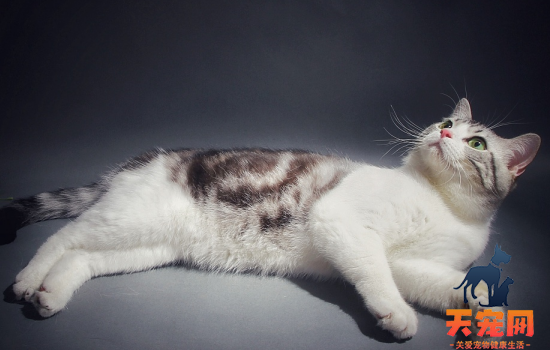 猫长期吃自制猫饭会营养不良吗 还是要给猫的饮食多样化！