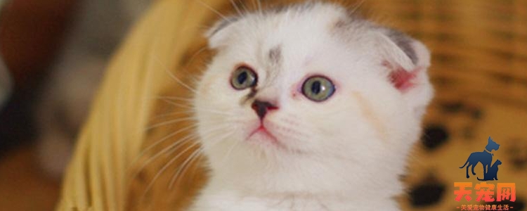 布偶猫认主人吗 会有哪些表现？