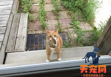 猫为什么会喜欢叼东西回家 猫为什么会抓东西送给人