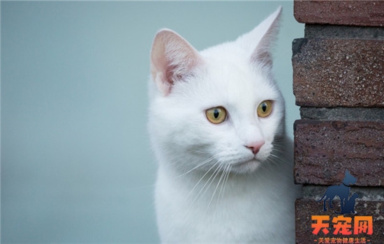 猫不爱喝水该怎么办 如何增加猫咪的饮水量
