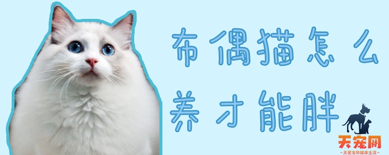 布偶猫怎么养才能胖