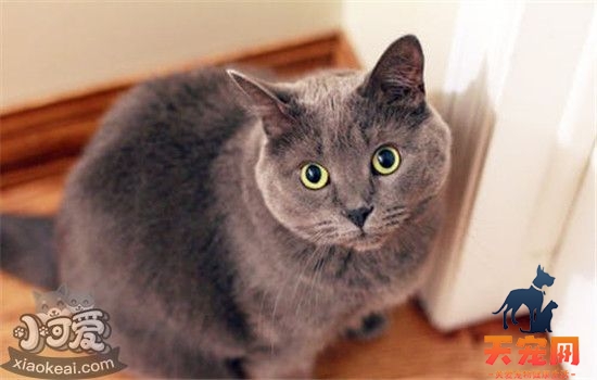 猫咪结膜炎的症状是什么 猫咪得了结膜炎要怎么治疗