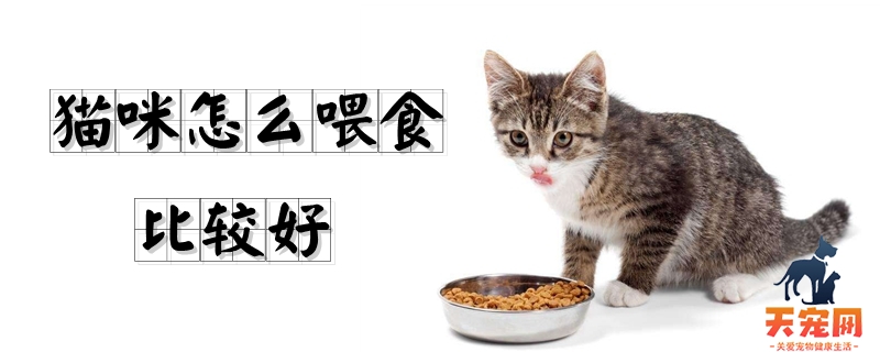 猫咪怎么喂食比较好