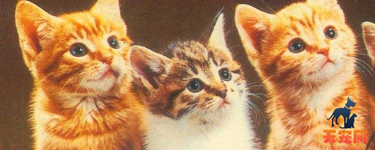 小橘猫为什么是蓝眼 橘猫的眼睛颜色正常有哪些？
