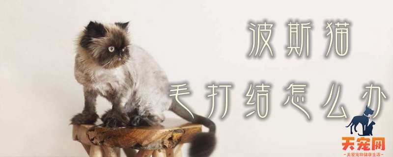 波斯猫毛打结怎么办