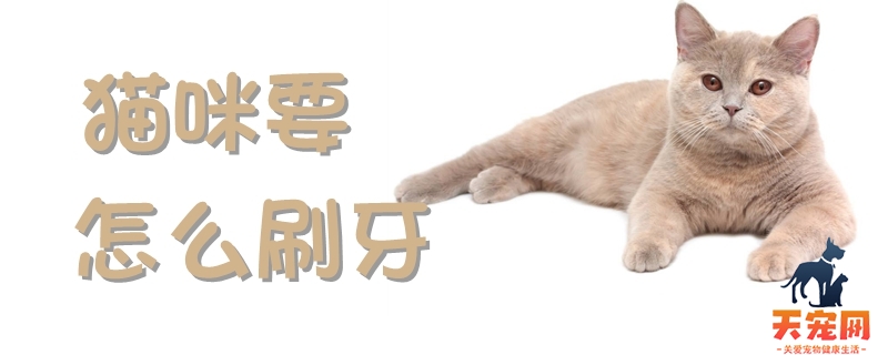 猫咪要怎么刷牙