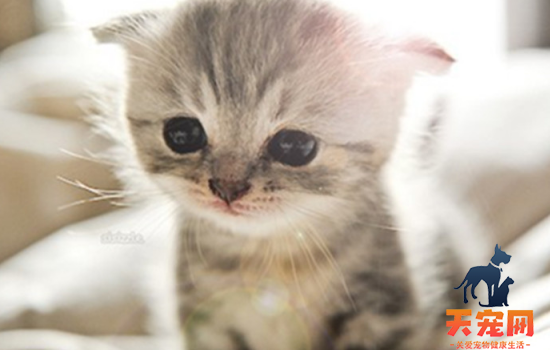 小猫眼角总是湿润的 小猫的眼角湿润的原因你都得知道啊！