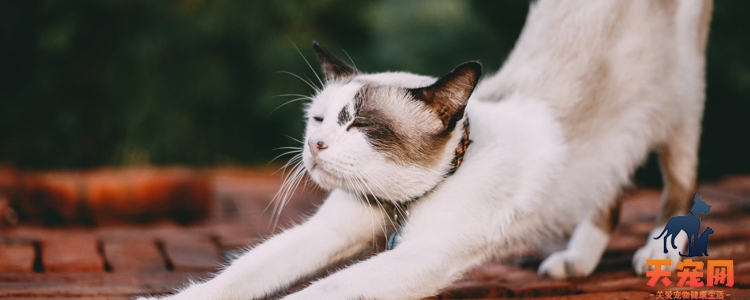 几个月的猫需要猫抓板 如何让它从家具转战猫抓板?
