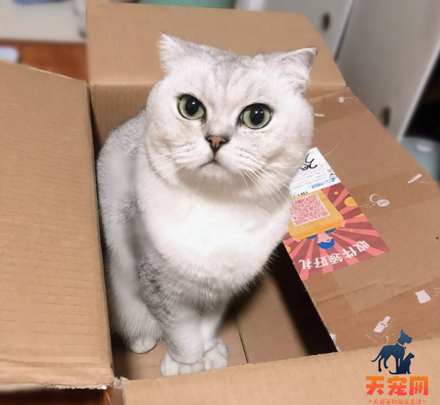 猫为什么喜欢纸盒子和塑料袋 猫为什么喜欢纸箱子和塑料袋