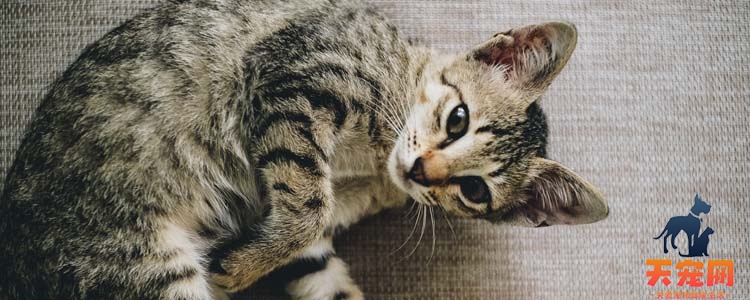 猫为什么怕人吹气 猫为什么会怕对它吹气