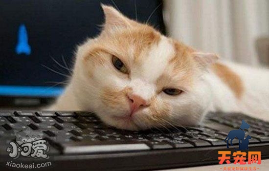 使劲把猫转晕会怎样 注意猫可不是用来玩的