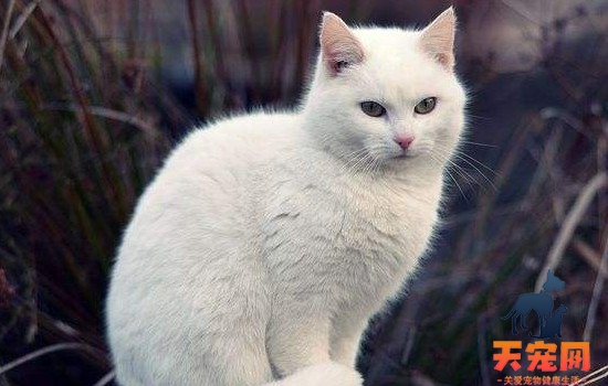 猫长时间不吃东西 你日常的护理做到这些了吗？