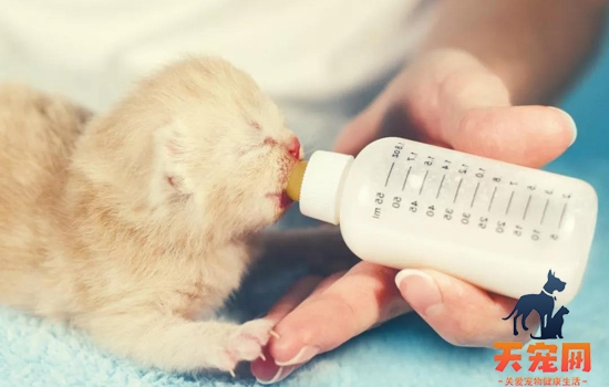 小奶猫为什么养不活 因为你没有科学喂养