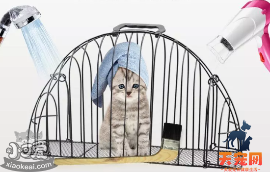 怎么给猫洗澡才安全 这篇文章教你让猫爱上洗澡