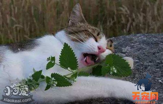 猫薄荷的功效与作用 猫薄荷为何被称作“撸猫神器”