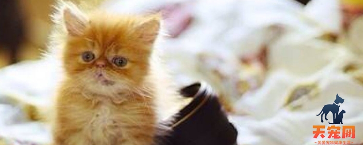 一只成年猫一个月吃多少猫粮 怎么知道够它吃吗？